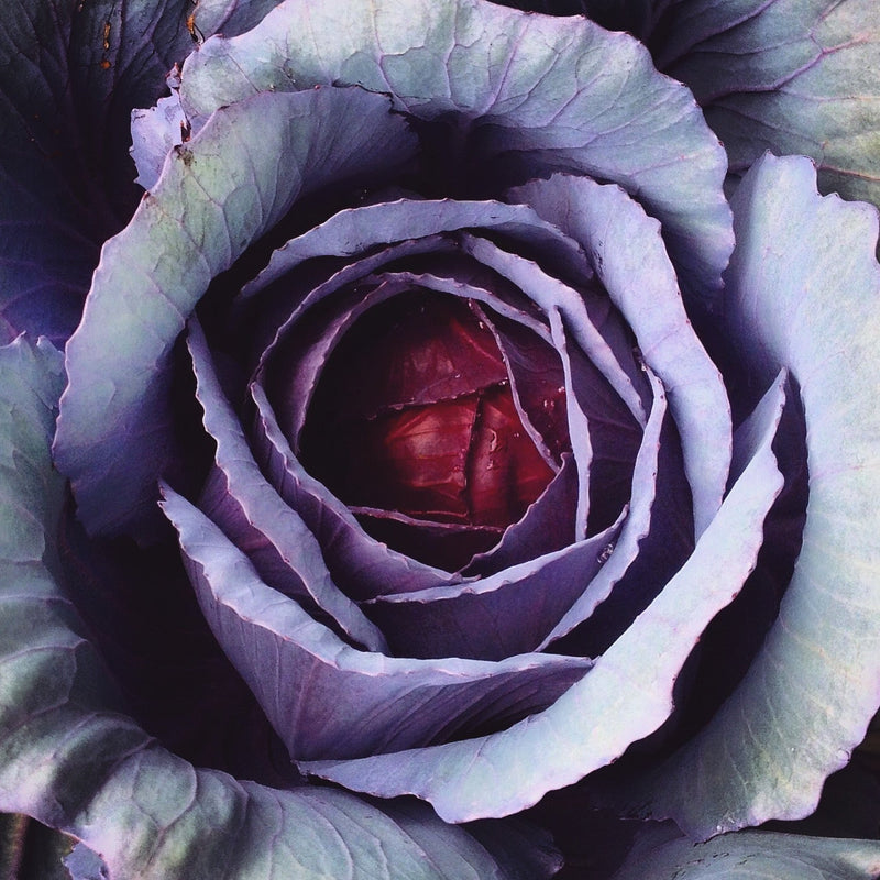 Growing 101: The Regenerative Gardening Guide