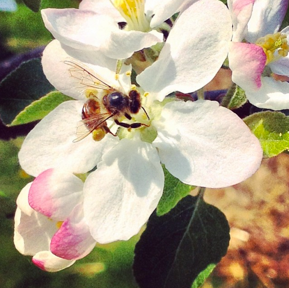 Rewild your Yard: Building Backyard Habitat for Pollinators, Wildlife & Biodiversity