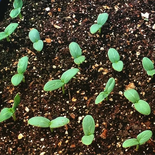 Seed Starting